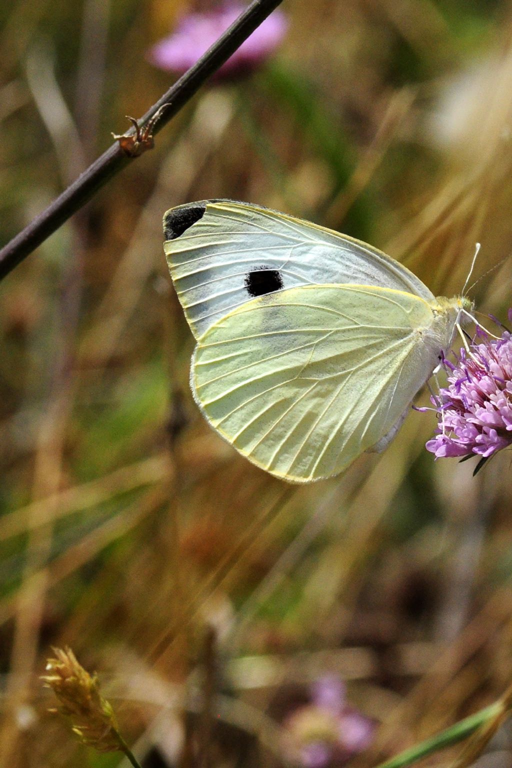 un po'' d''ordine con queste pieris